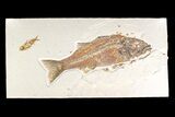 Fossil Fish (Mioplosus) With Knightia - Wyoming #161367-1